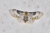 Idaea filicata